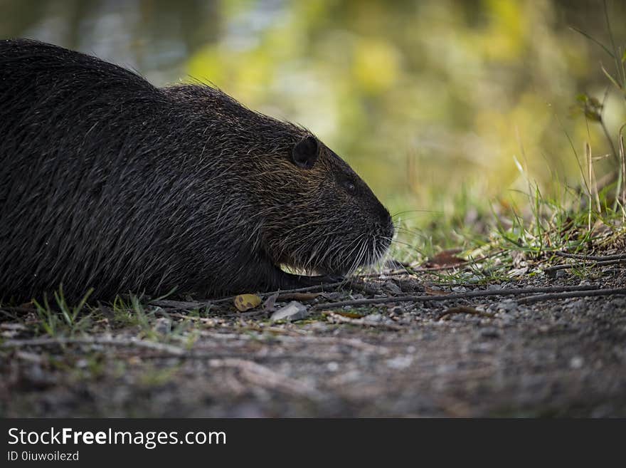 Fauna, Mammal, Beaver, Wildlife