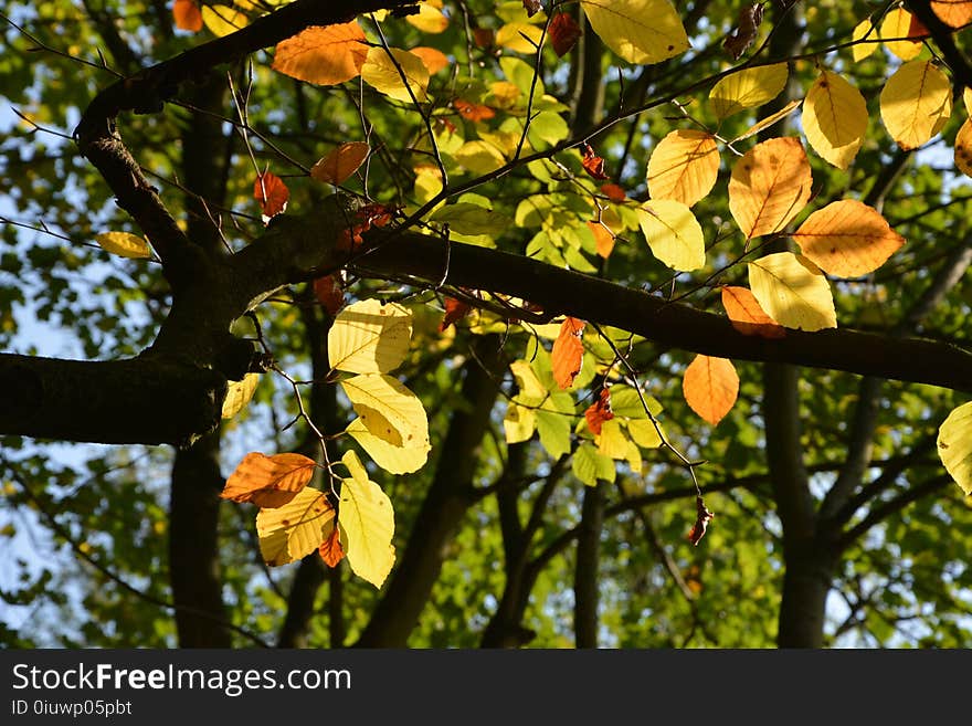 Leaf, Tree, Autumn, Branch