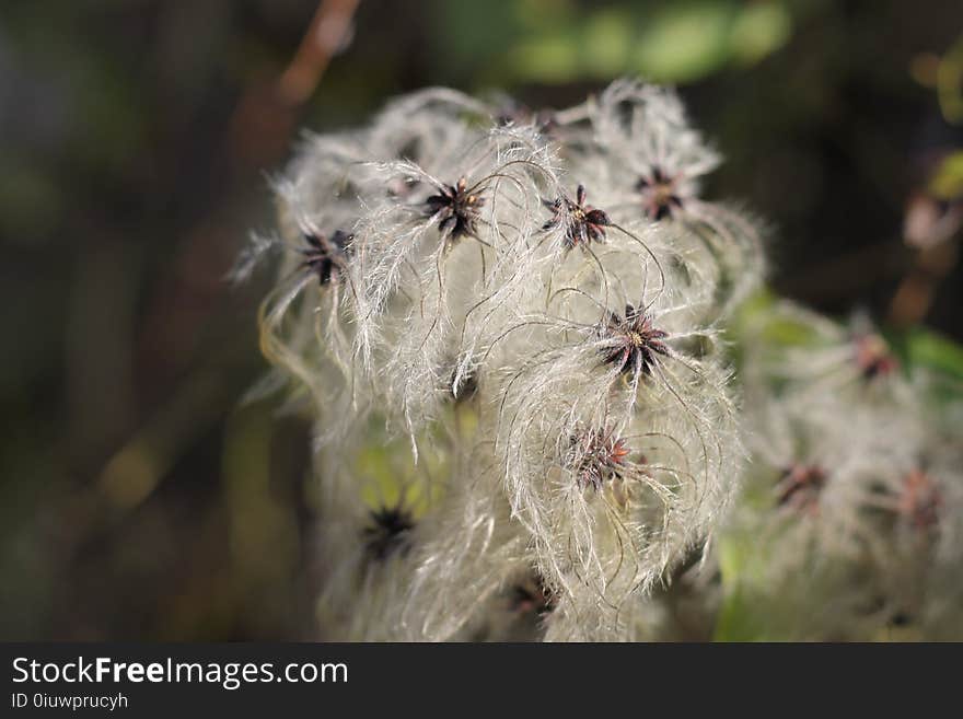 Flora, Vegetation, Flower, Plant