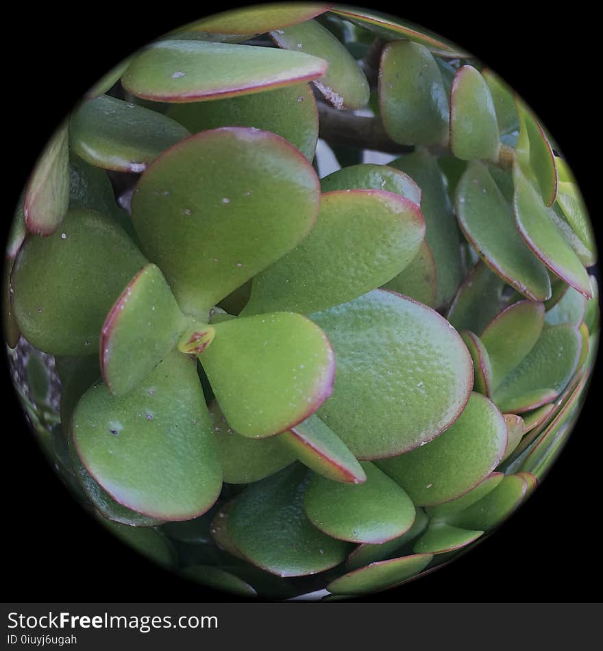 Crassula Ovate Is A Globe Full Of Jade Plant, 1.