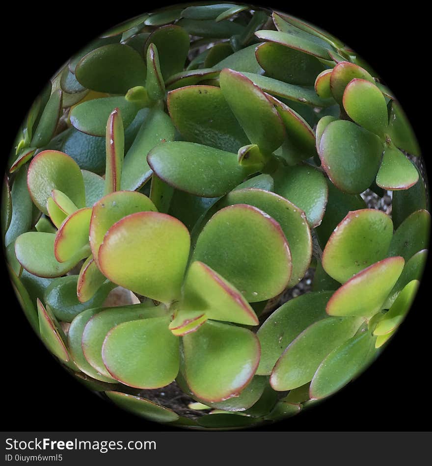 Crassula ovate is a globe full of jade plant, 2.