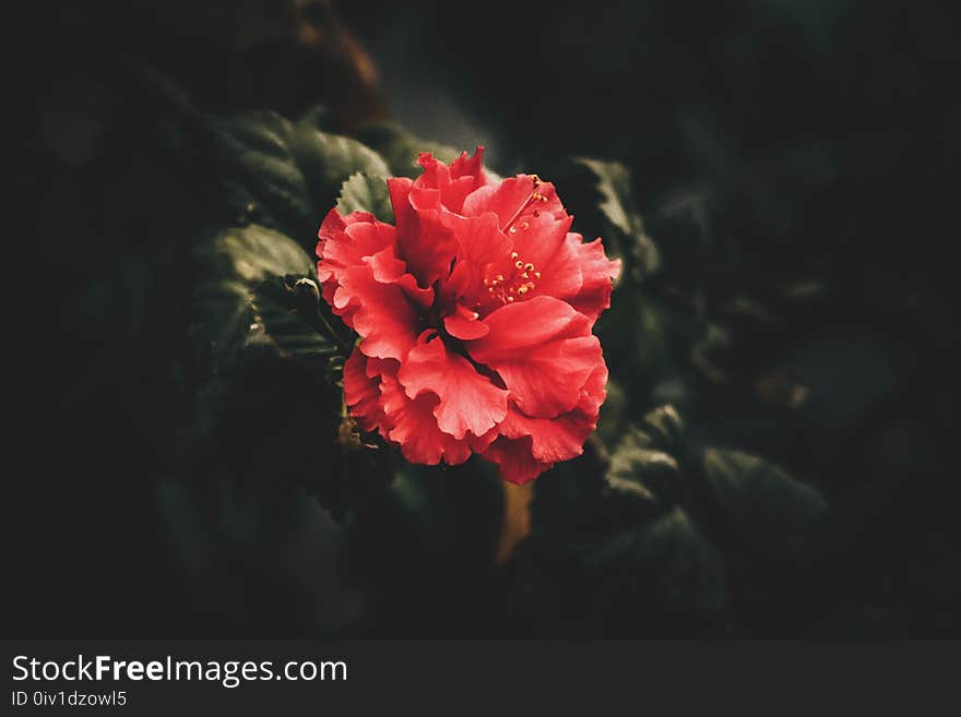 Red Petaled Flower