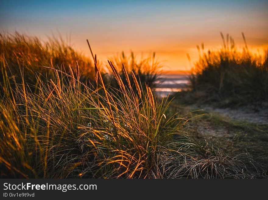 Green Grass Beside Sea