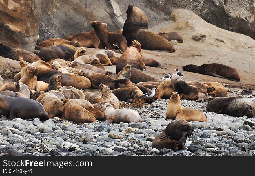 Sea Lions Lot