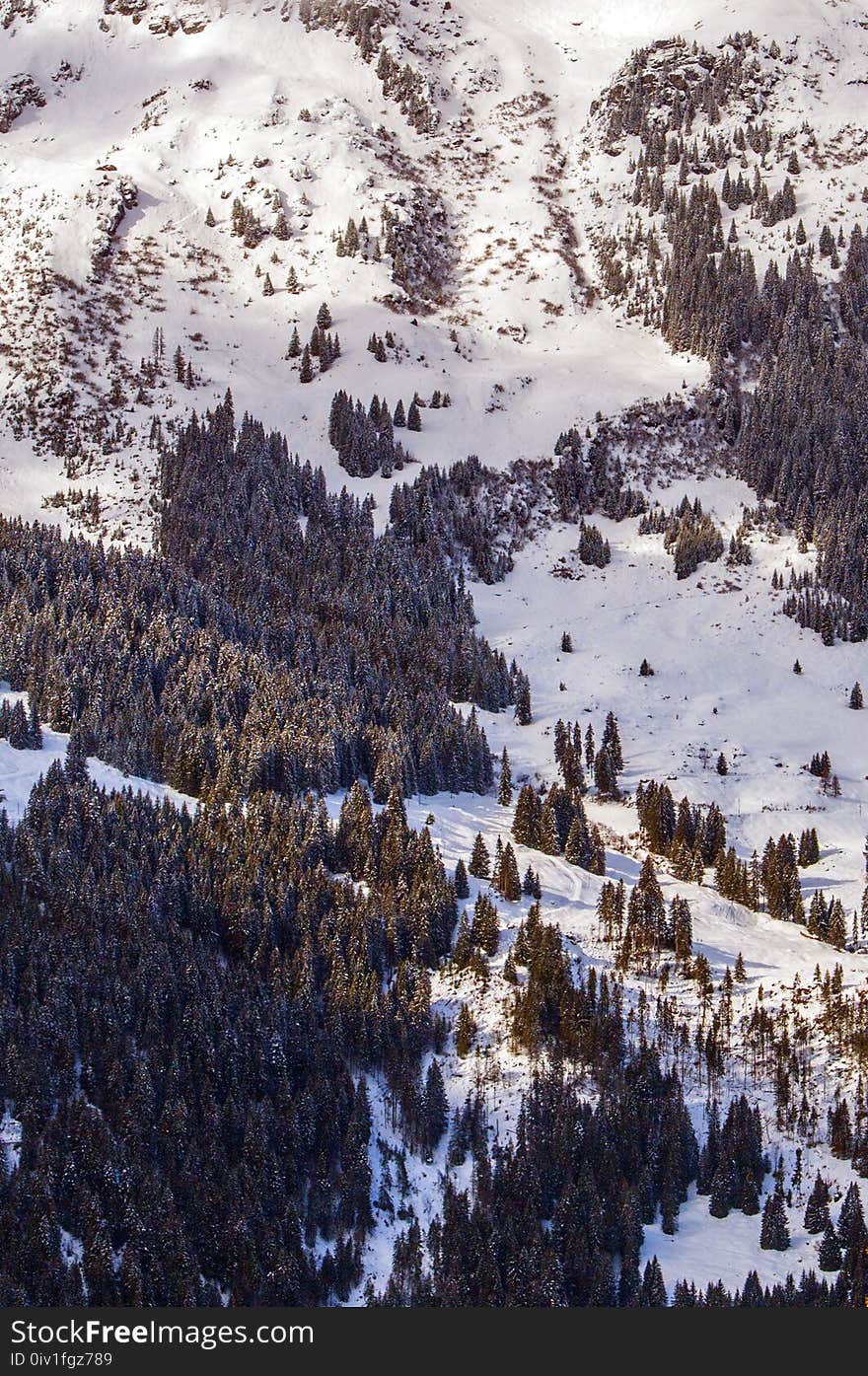 Scenic View of the Trees