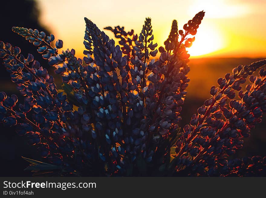 Close-up Photography of Lupines