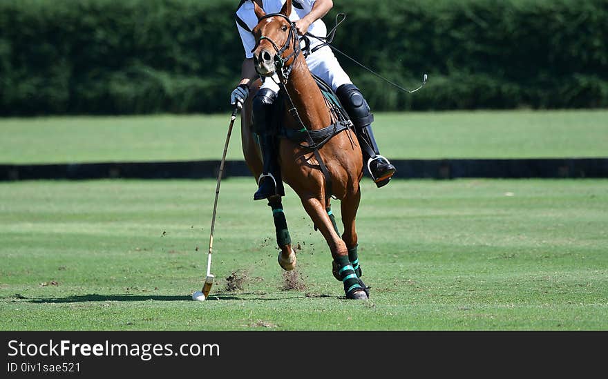 Horse polo player use a mallet hit ball in tournament.