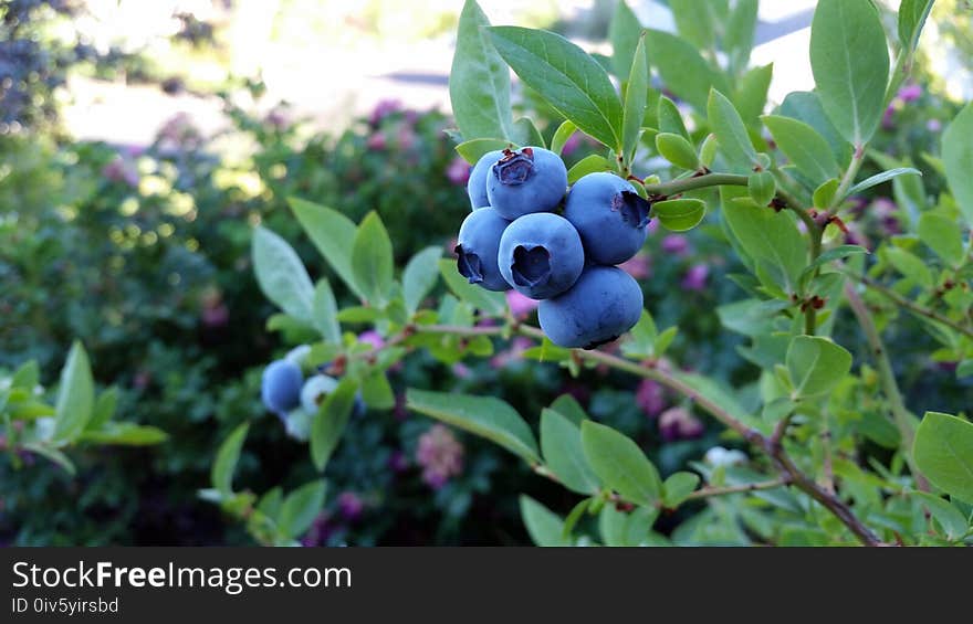 Plant, Blueberry, Fruit, Berry