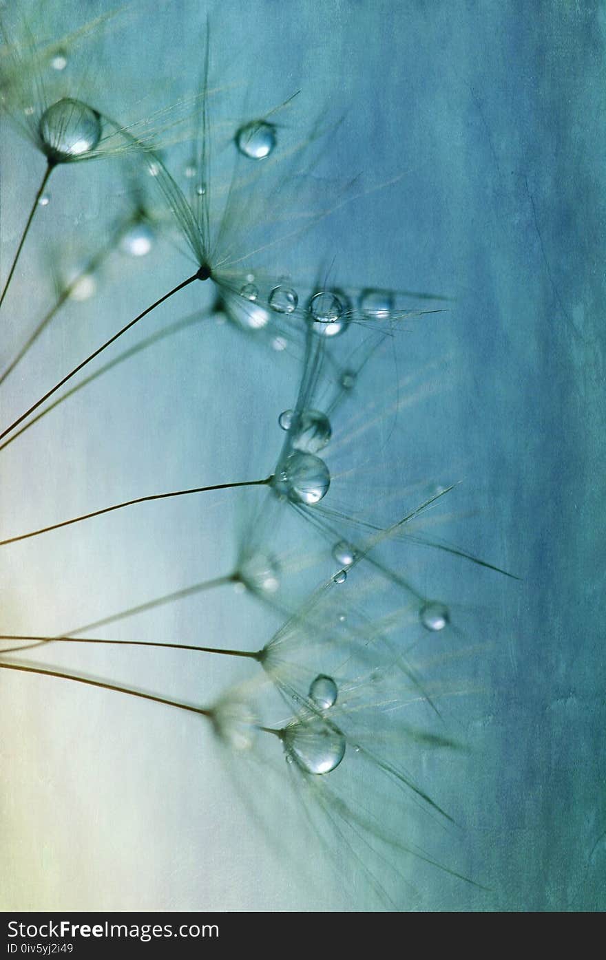 Water, Green, Drop, Macro Photography