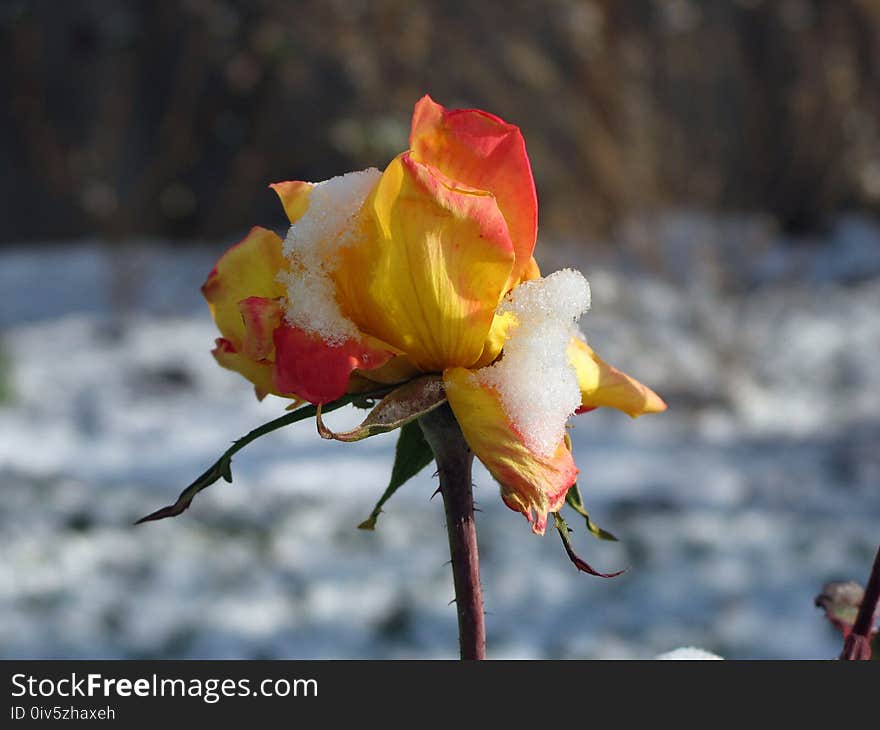 Flower, Flora, Flowering Plant, Rose Family