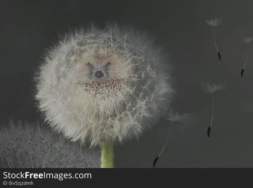 Flower, Dandelion, Close Up, Flora