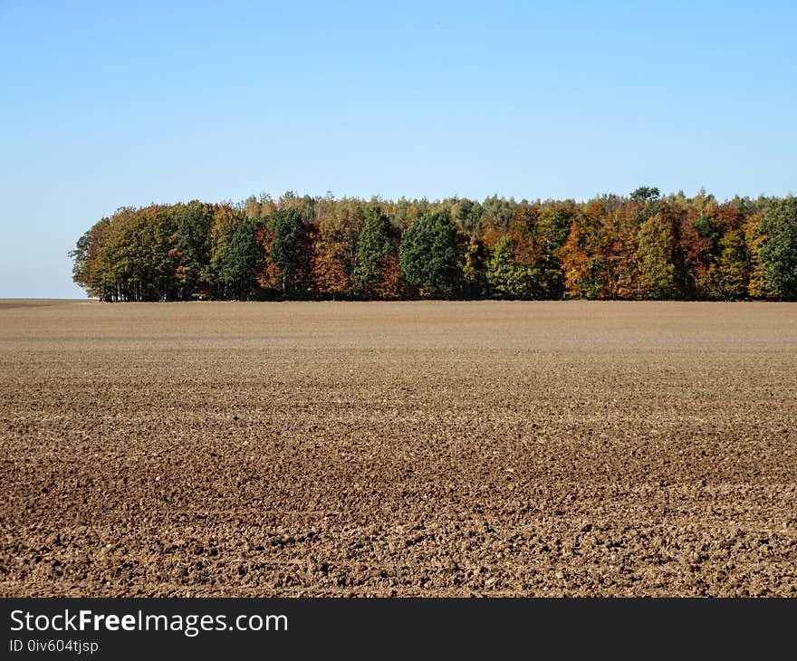 Field, Ecosystem, Sky, Tree