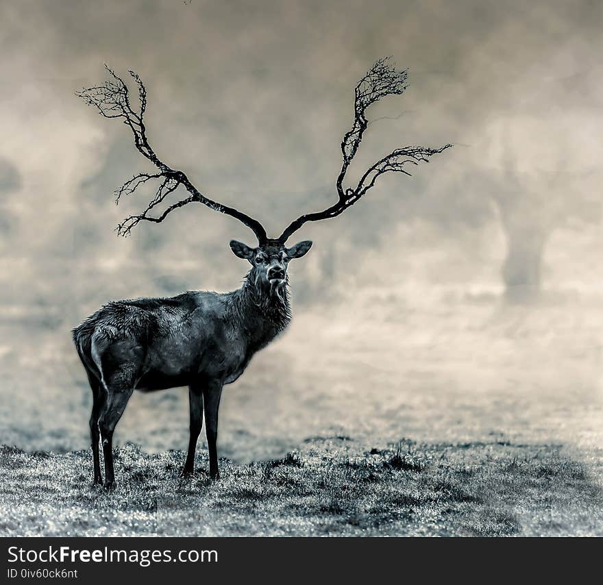 Wildlife, Black And White, Deer, Fauna