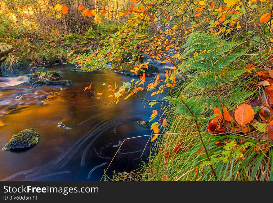 Water, Nature, Leaf, Reflection