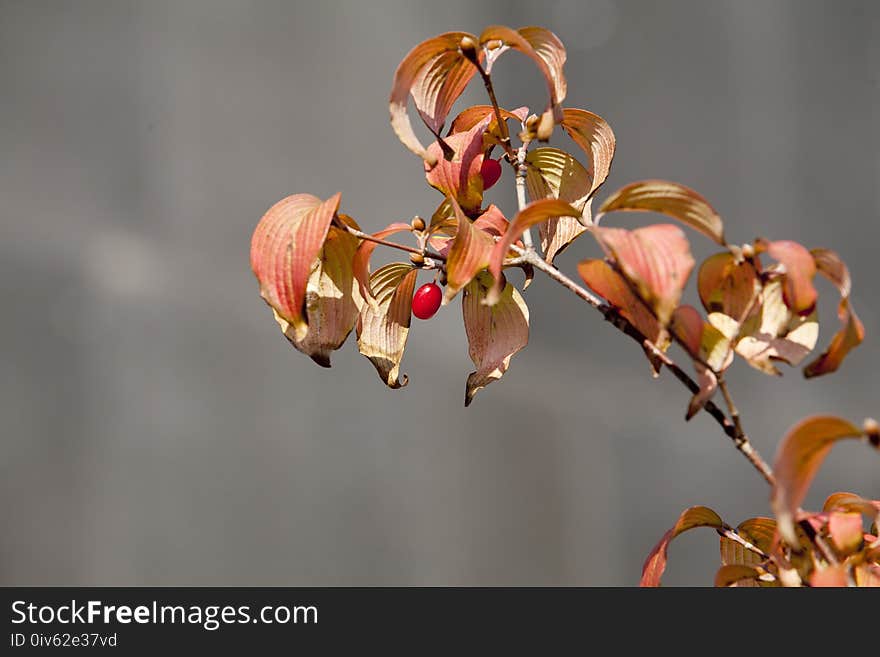 Flora, Leaf, Plant, Branch