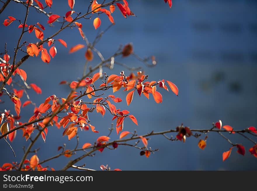 Red, Branch, Sky, Nature