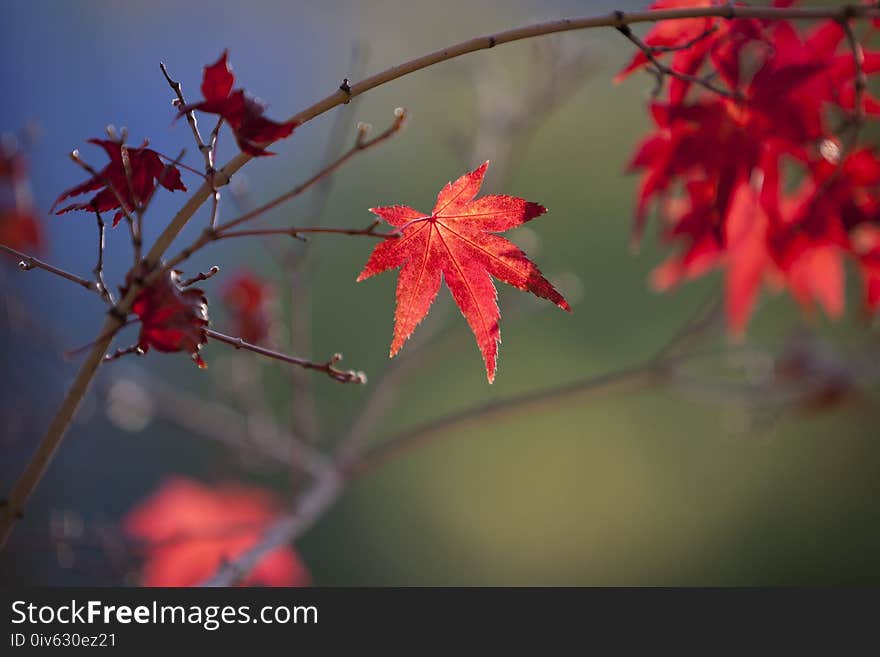 Leaf, Maple Leaf, Red, Autumn