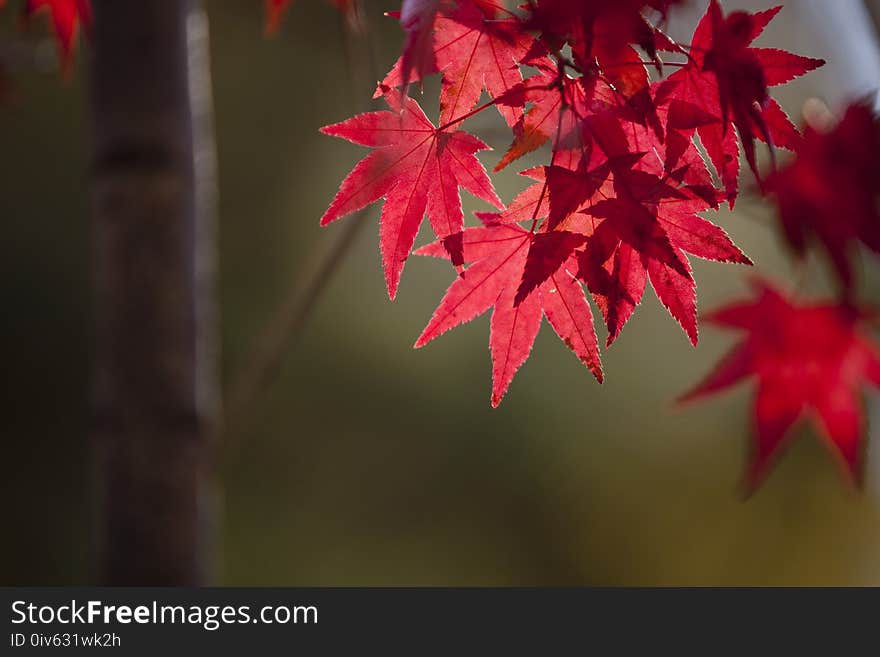 Leaf, Red, Maple Leaf, Autumn