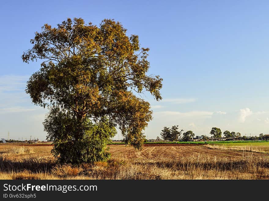 Tree, Sky, Field, Woody Plant