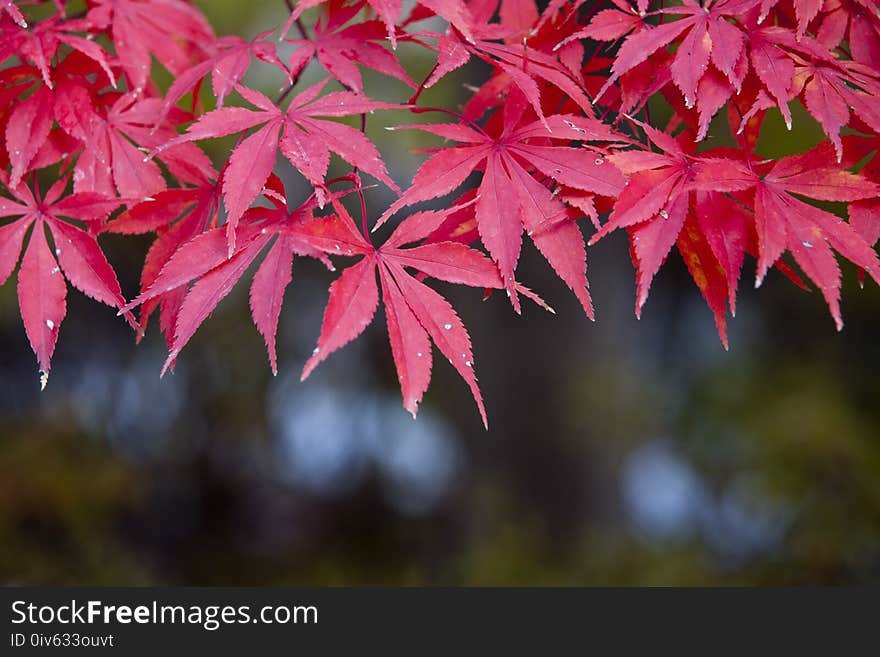 Leaf, Maple Leaf, Autumn, Maple Tree