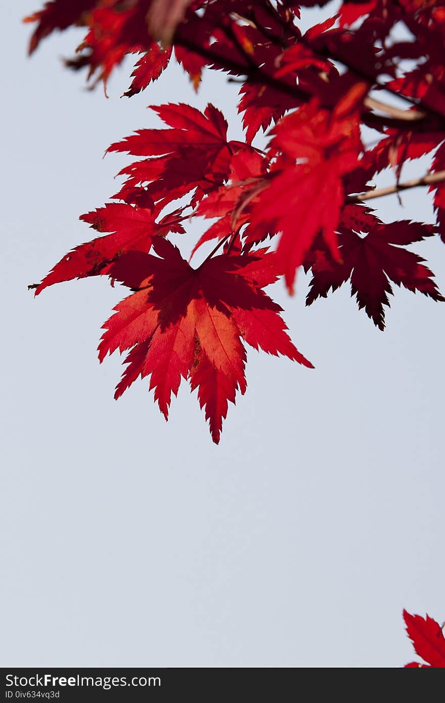 Red, Leaf, Maple Leaf, Tree