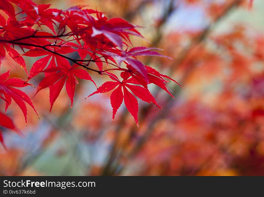 Red, Leaf, Maple Leaf, Autumn