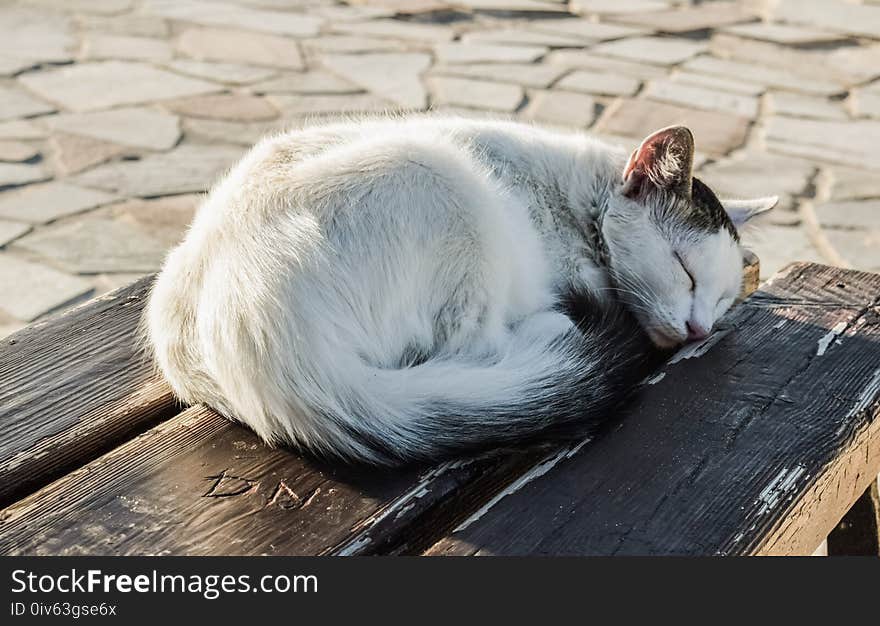 Cat, Fauna, Small To Medium Sized Cats, Whiskers