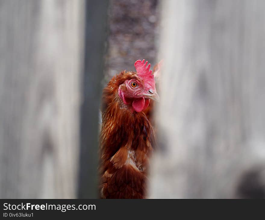 Chicken, Red, Beak, Galliformes