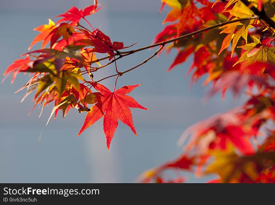 Maple Leaf, Leaf, Autumn, Tree