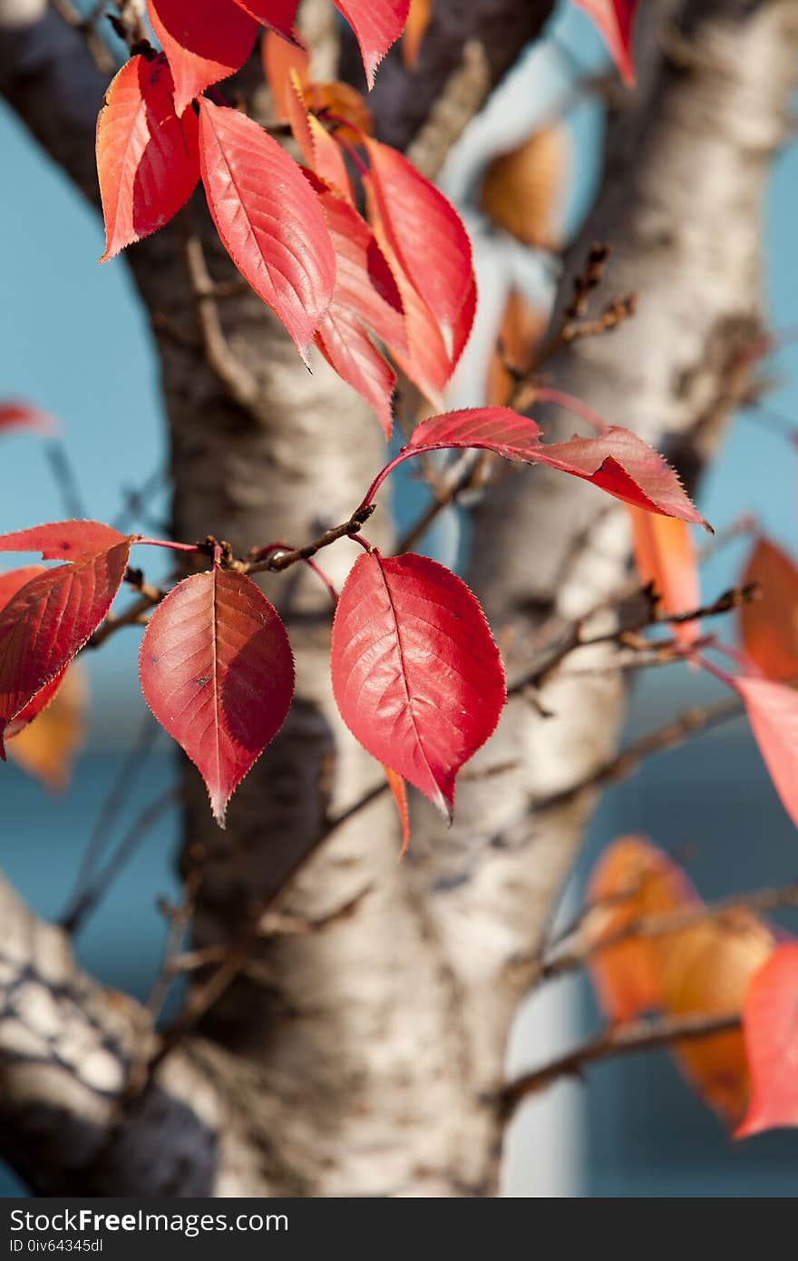 Red, Leaf, Autumn, Branch