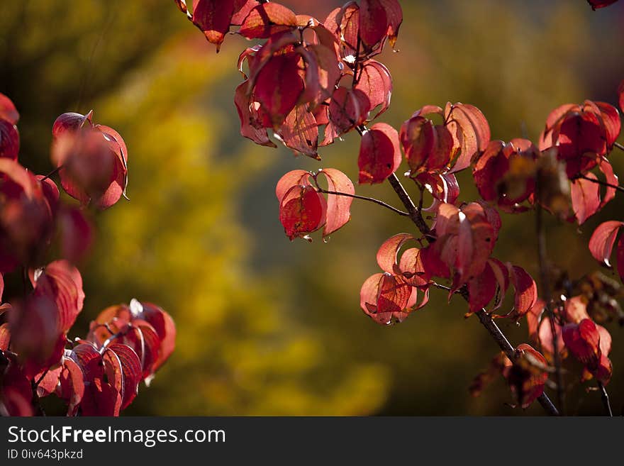 Flower, Blossom, Leaf, Branch