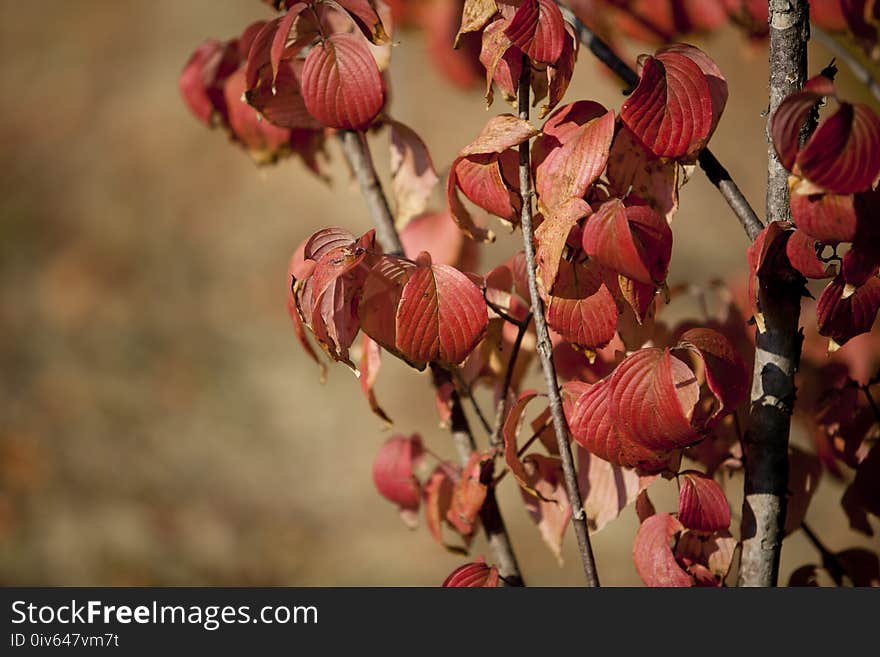 Pink, Flora, Flower, Plant