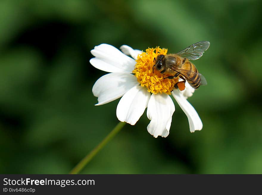 Flower, Honey Bee, Bee, Nectar