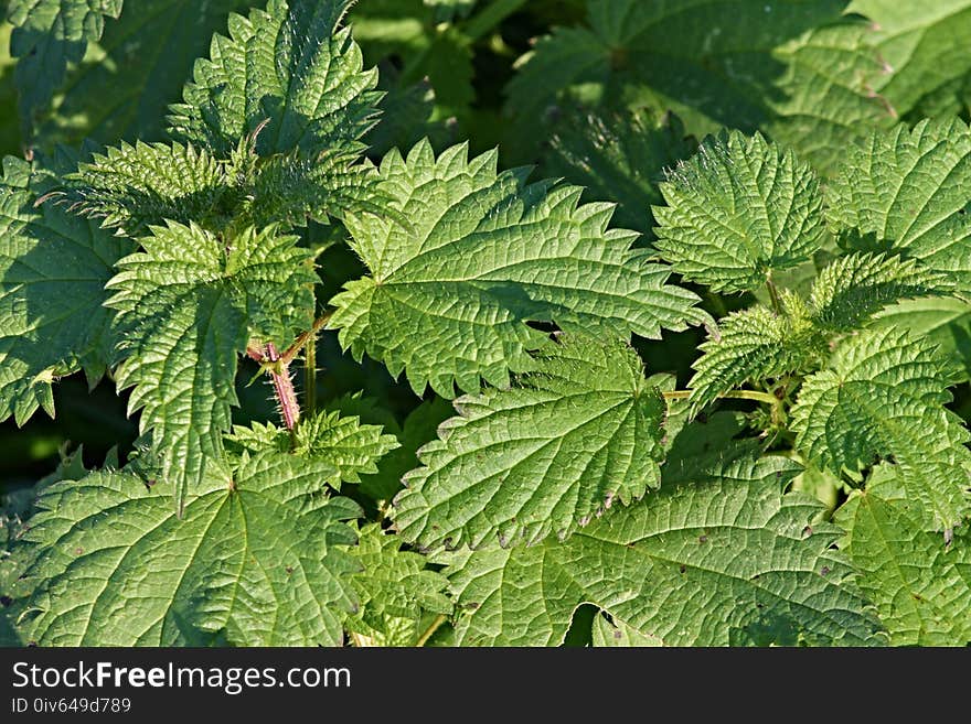 Plant, Urtica, Vegetation, Herb