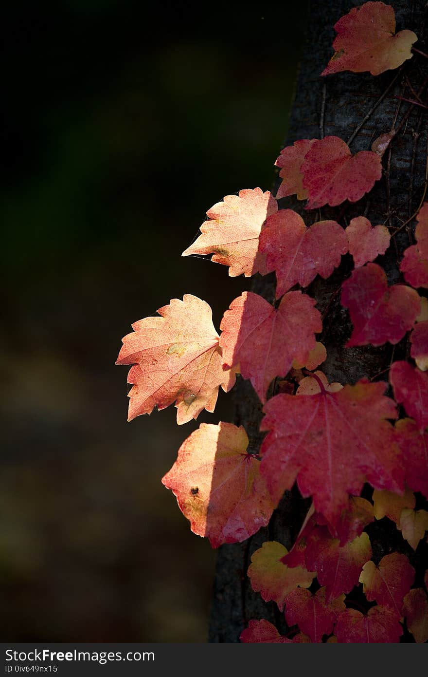 Leaf, Autumn, Flora, Maple Leaf