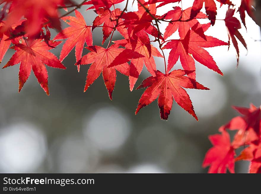 Maple Leaf, Red, Leaf, Autumn