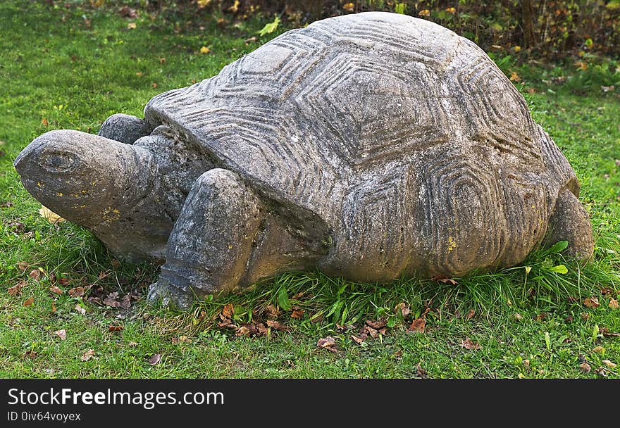 Tortoise, Turtle, Terrestrial Animal, Grass