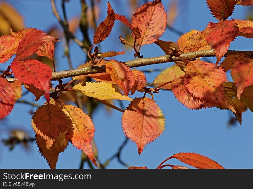 Leaf, Autumn, Branch, Deciduous