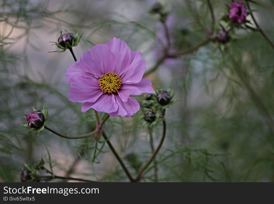 Flower, Garden Cosmos, Flora, Plant