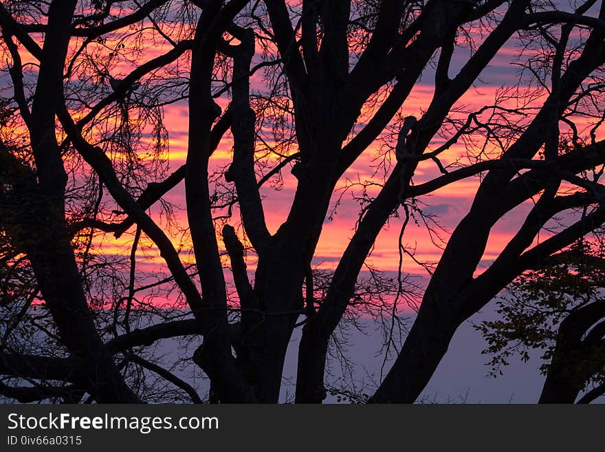 Branch, Tree, Nature, Woody Plant