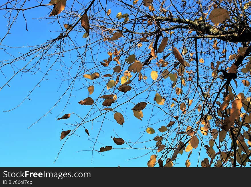 Branch, Tree, Sky, Leaf