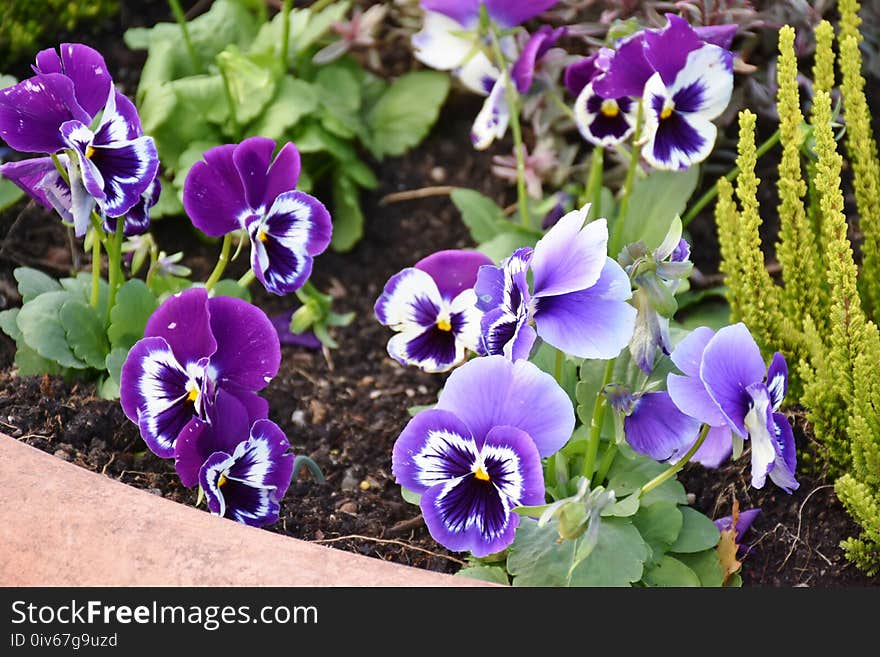 Flower, Plant, Flowering Plant, Purple