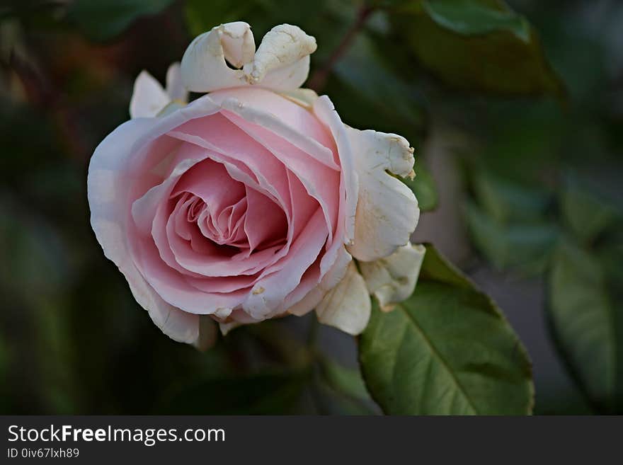 Rose, Flower, Rose Family, Pink