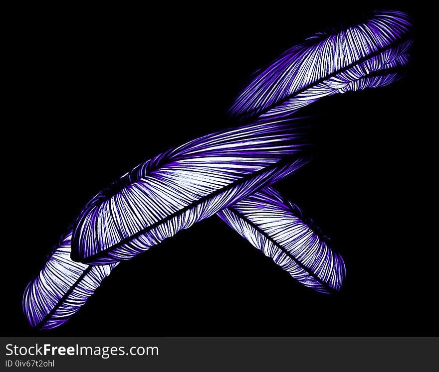 Feather, Purple, Wing, Organism