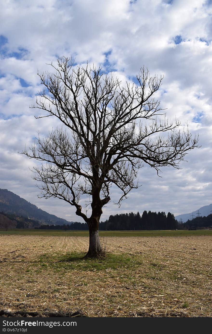 Tree, Sky, Cloud, Woody Plant