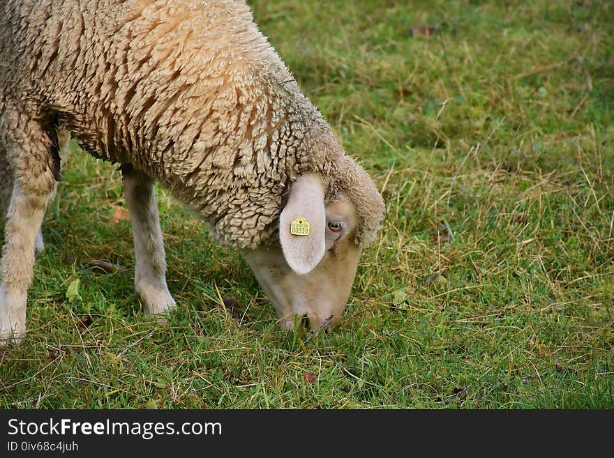 Sheep, Mammal, Grass, Pasture