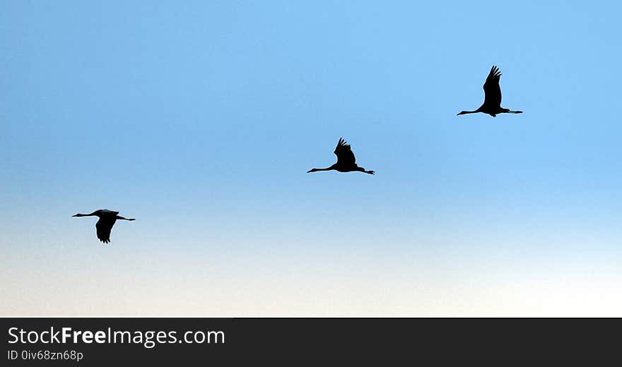 Sky, Bird, Bird Migration, Flight