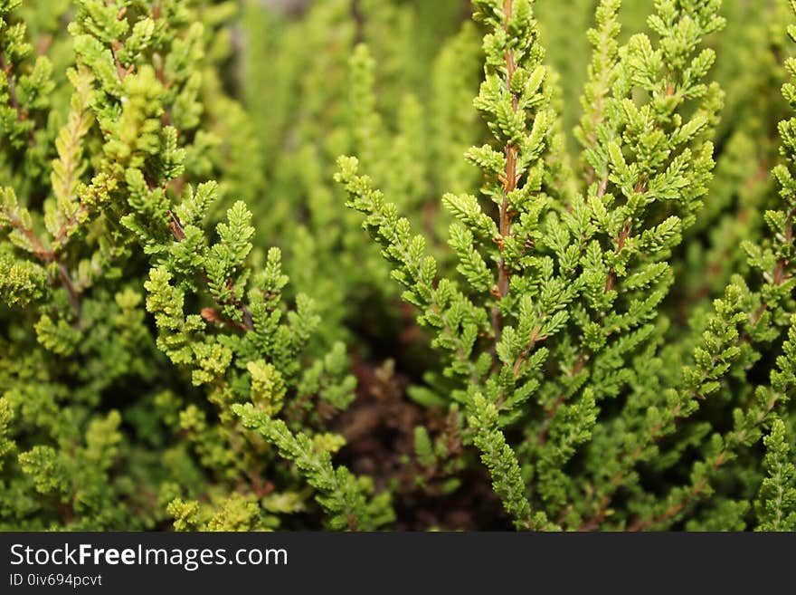 Vegetation, Ecosystem, Tree, Plant