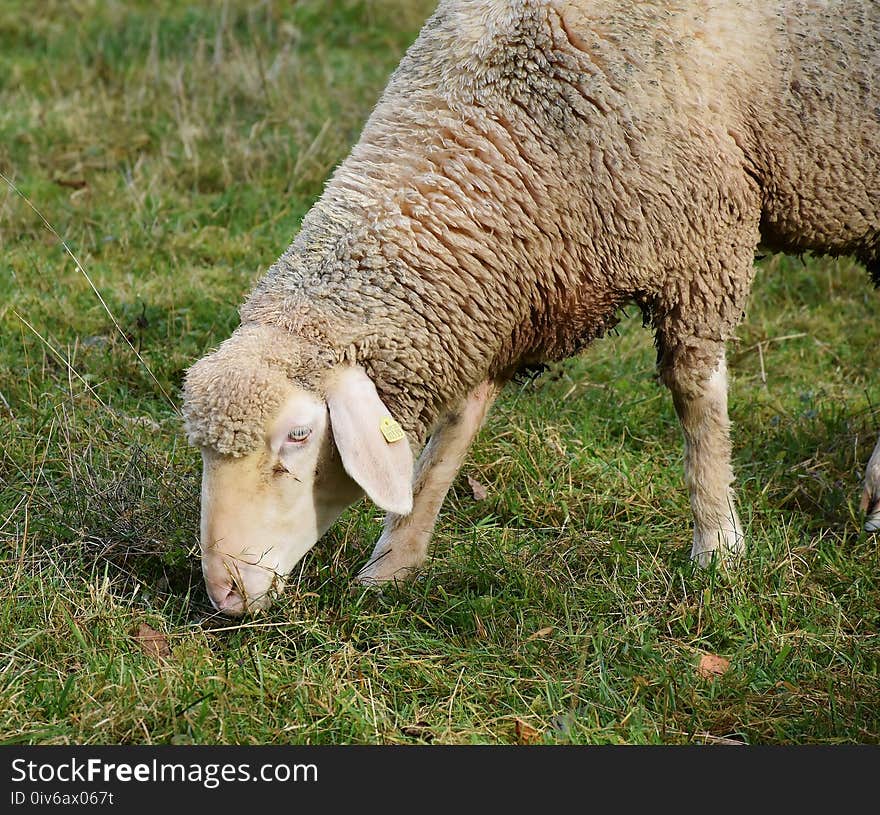 Sheep, Grazing, Pasture, Grass