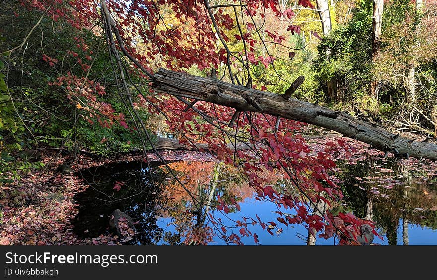 Tree, Nature, Leaf, Branch